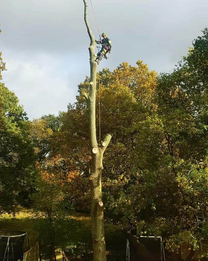 This is a photo of an operative from LM Tree Surgery Hedge End felling a tree. He is at the top of the tree with climbing gear attached about to remove the top section of the tree.