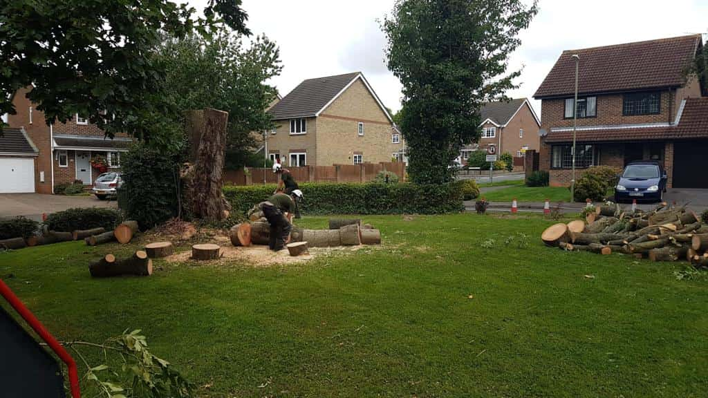 This is a photo of a tree that has been cut into sections on a communal area, and is now being removed from site. Works undertaken by LM Tree Surgery Hedge End