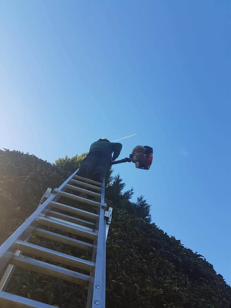 This is a photo of an operative from LM Tree Surgery Hedge End up a ladder rested on a hedge with a petrol strimmer.