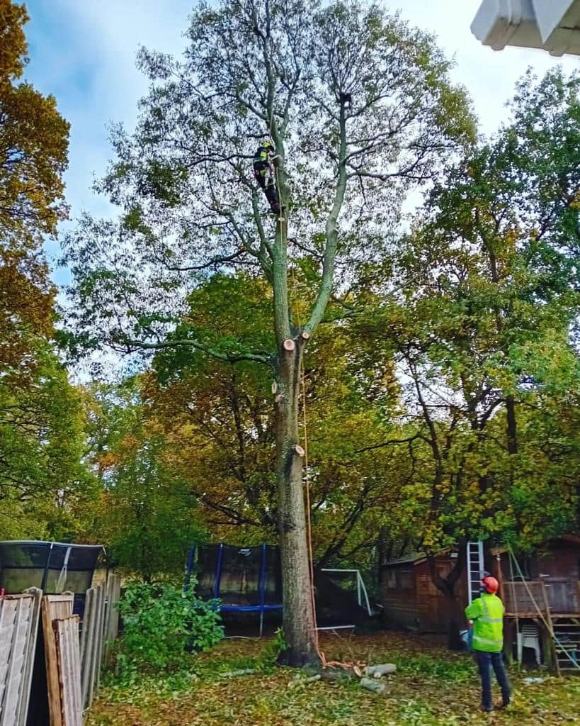 This is a photo of a tree being pruned, there is a man up the tree cutting a section of it down while another man is standing in the garden of the property where the tree is located overseeing the work. Works carried out by LM Tree Surgery Hedge End