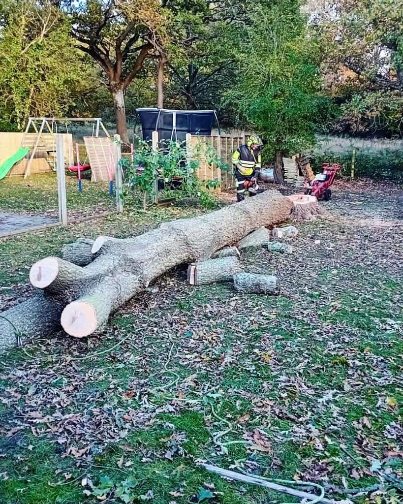 This is a tree laying on the ground of a garden that has just been felled by the operatives from LM Tree Surgery Hedge End