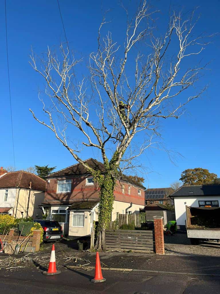 This is a photo of a tree on the pavement that is having limbs removed which are near to power lines. Works undertaken by LM Tree Surgery Hedge End