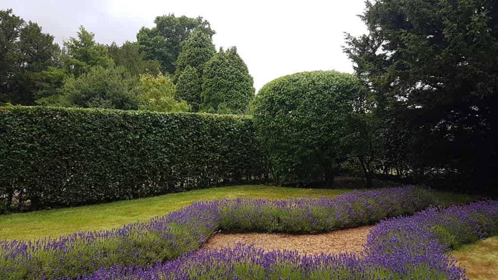 This is a photo of a garden hedge that has just been trimmed by LM Tree Surgery Hedge End